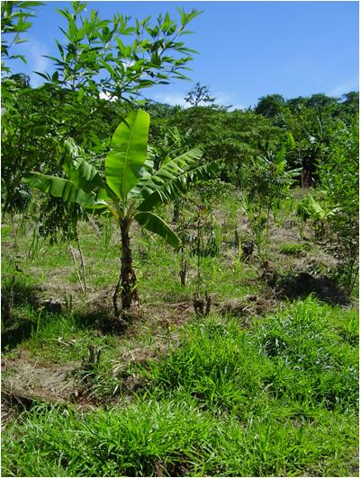 Quintal Agroecologico.JPG